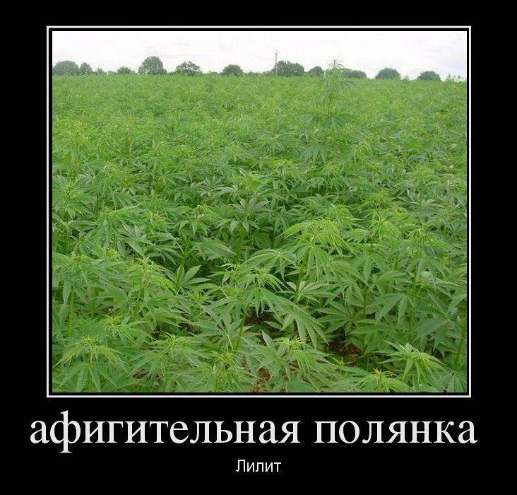 Смешная фраза про коноплю марихуана закон в казахстане