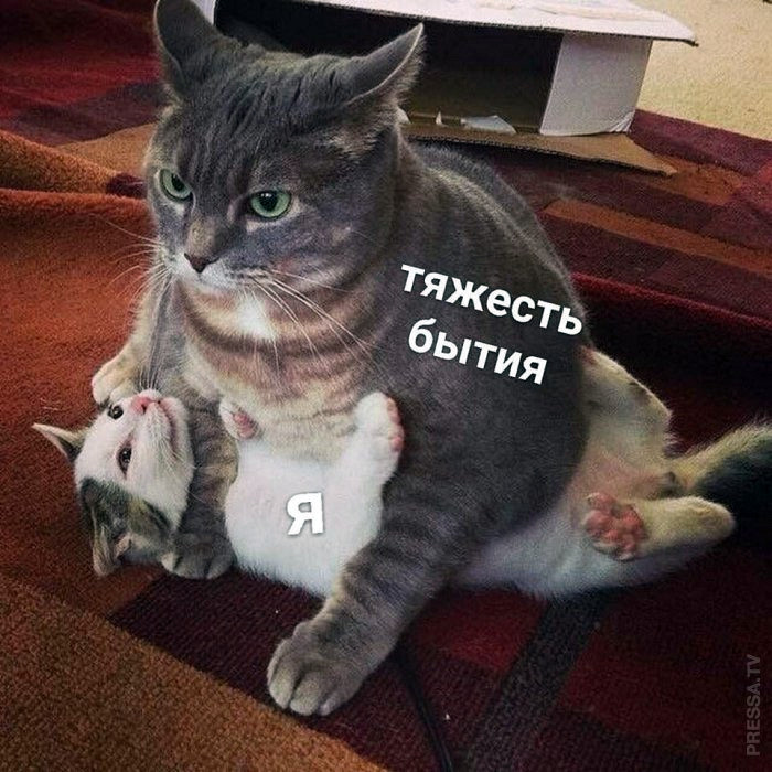 Насмешка из соцсетей