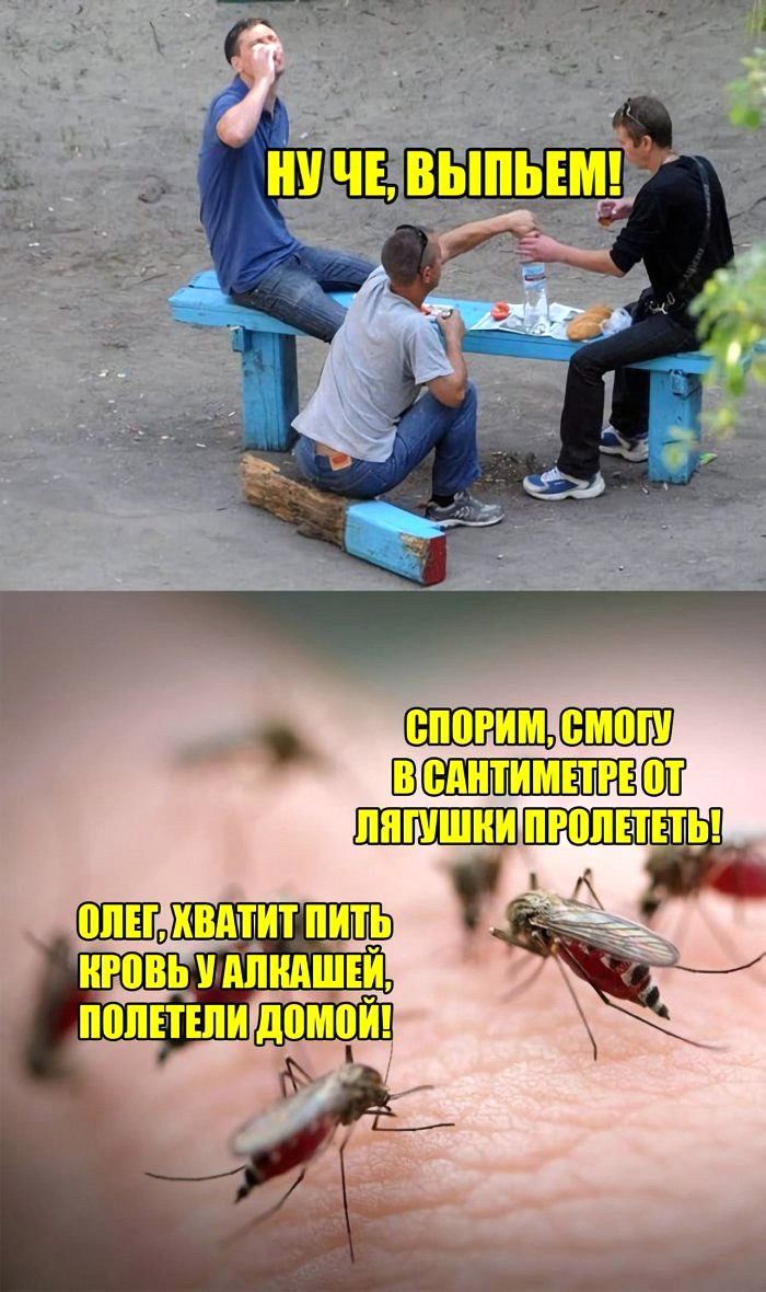 Шутки из социальных сетей