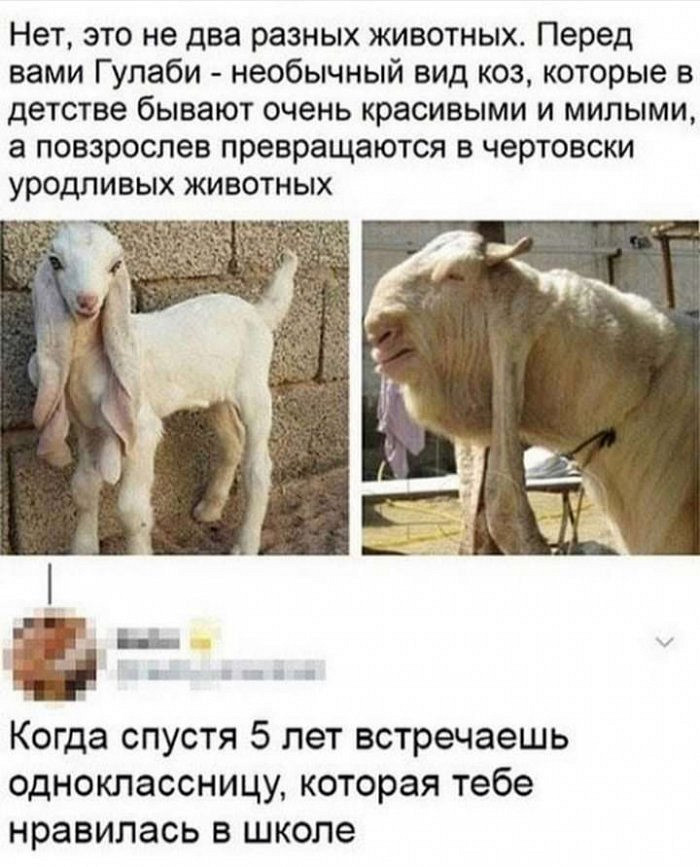 Шуточные демотиваторы - это фотки с лозунгами