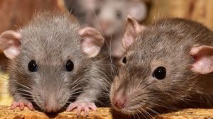 Тест по басне Крылова «Мышь и крыса»