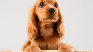 Тест о собаках: Угадай породу по описанию