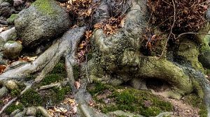 Викторина «Виды корней типы корневых систем»