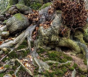 Викторина «Виды корней типы корневых систем»