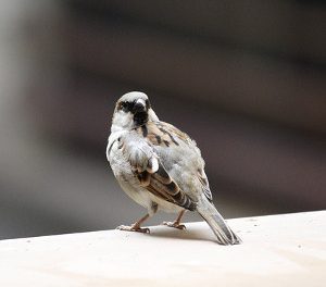 Викторина «Класс Птицы, отряд Воробьинообразные»