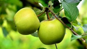 Тест по рассказу Бунина «Антоновские яблоки»