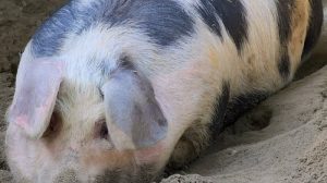 Тест по технике безопасности: Обслуживание свиней и хряков-производителей