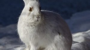 Тест по бурятской сказке «Снег и заяц»