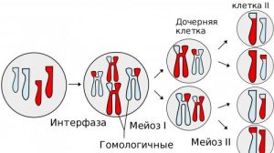 Тест по биологии: Деление клетки: Мейоз. Половые клетки (Пасечник, 10 класс)