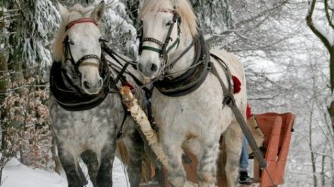 Тест по стихотворению Некрасова «В дороге»