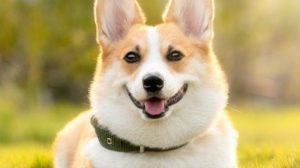 Тест по породам собак: Вельш-корги