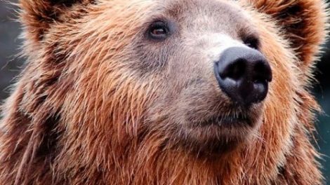 Тест о животных: Медведи