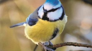 Викторина: Зимующие птицы