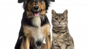 Тест на знание пород: Кошка или собака?