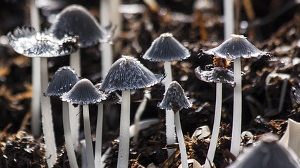 Викторина «Общая характеристика грибов»