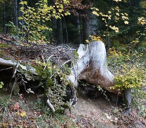 Викторина «Вегетативное размножение покрытосеменных растений»