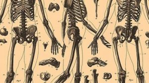 Тест по биологии «Опорно-двигательная система. Состав, строение рост костей»