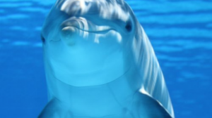 Викторина «Дельфины»