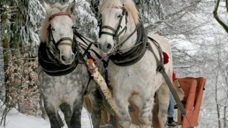 Тест по окружающему миру «В гости к зиме»