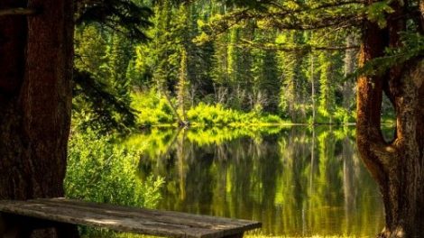 Тест по окружающему миру «На воде и в лесу!»