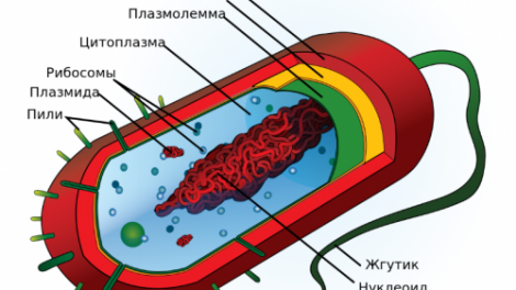 Тест по биологии: Организм — единое целое (Пасечник, 6 класс)