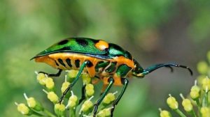 Тест по биологии: Многообразие насекомых (Пасечник, 7 класс)