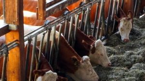 Тест по технике безопасности: Безопасность работ в животноводстве