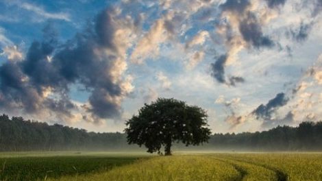 Тест по стихотворению Маяковского «Тучкины штучки»