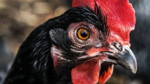 Тест по сказке Погорельского «Чёрная курица, или Подземные жители»