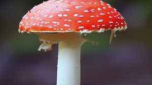 Викторина «Шляпочные грибы»
