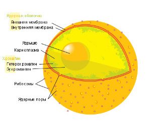 Тест по биологии «Ядро»