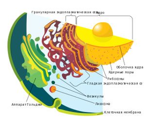 Тест по биологии «Эндоплазматическая сеть. Рибосомы. Комплекс Гольджи»
