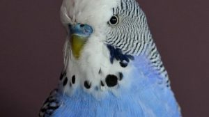 Викторина «На сколько хорошо вы знаете волнистых попугаев»