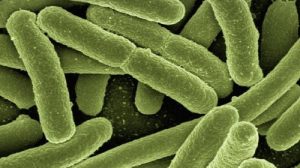 Тест «Бактерии»