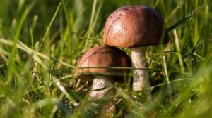 Тест по биологии: Строение и многообразие грибов (Пасечник, 5 класс)