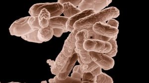 Тест по биологии: Бактерии — доядерные организмы (Пасечник, 7 класс)