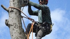 Тест по технике безопасности: Валка деревьев моторными пилами