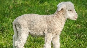 Тест по технике безопасности: Обслуживание овец, коз, пушных зверей