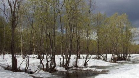 Тест по стихотворению Тютчева «Весенние воды»