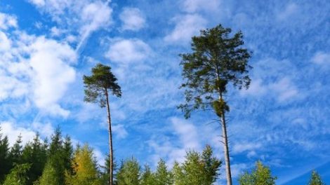 Тест по стихотворению Некрасова «Современная ода»