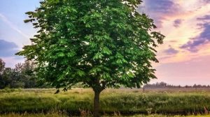 Тест о дереве: Каштан