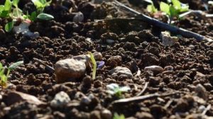 Тест по окружающему миру «Что такое почва»