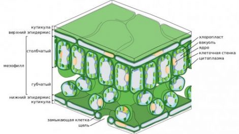 Тест по биологии: Клеточное строение листа (Пасечник, 7 класс)