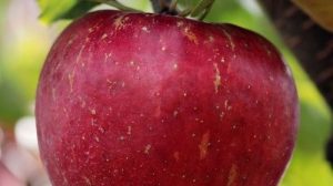 Викторина: Яблочкины именины