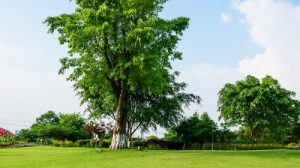 Тест о деревьях нашей планеты: 12 вопросов для знатоков