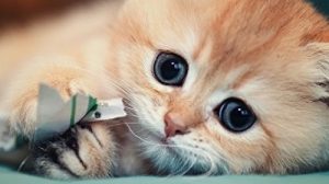 Тест: Что вы знаете о кошках? 16 вопросов о кошачьих в жизни, мифах, литературе и интересных фактах о них