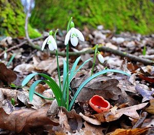 Викторина по стихотворению Клычкова «Весна в лесу»