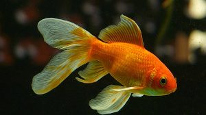 Викторина «Золотая рыбка»
