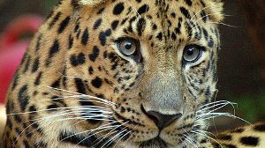 Викторина «Дальневосточный леопард»