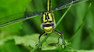 Тест по окружающему миру «Кто такие насекомые?»